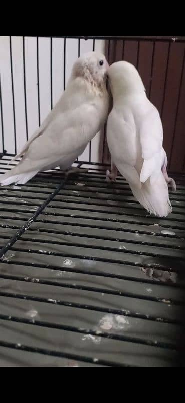 Albino Blackeyes Breeder Pair 0