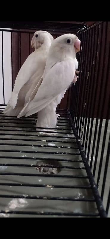 Albino Blackeyes Breeder Pair 3