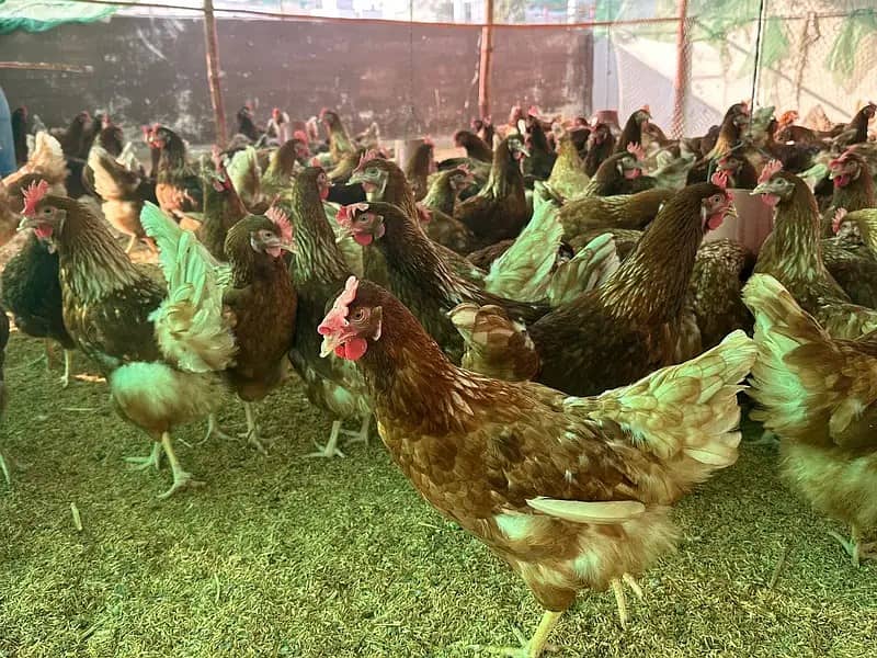 LOHMAN BROWN & BLACK FRESH EGG LAYING 7 MONTH 2