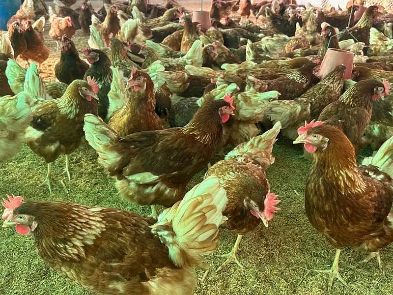 LOHMAN BROWN & BLACK FRESH EGG LAYING 7 MONTH 9