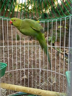 Tamed Indian Parakeet Full Green Parrot