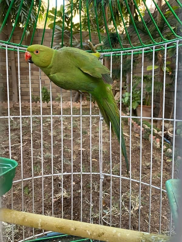 Tamed Indian Parakeet Full Green Parrot 0