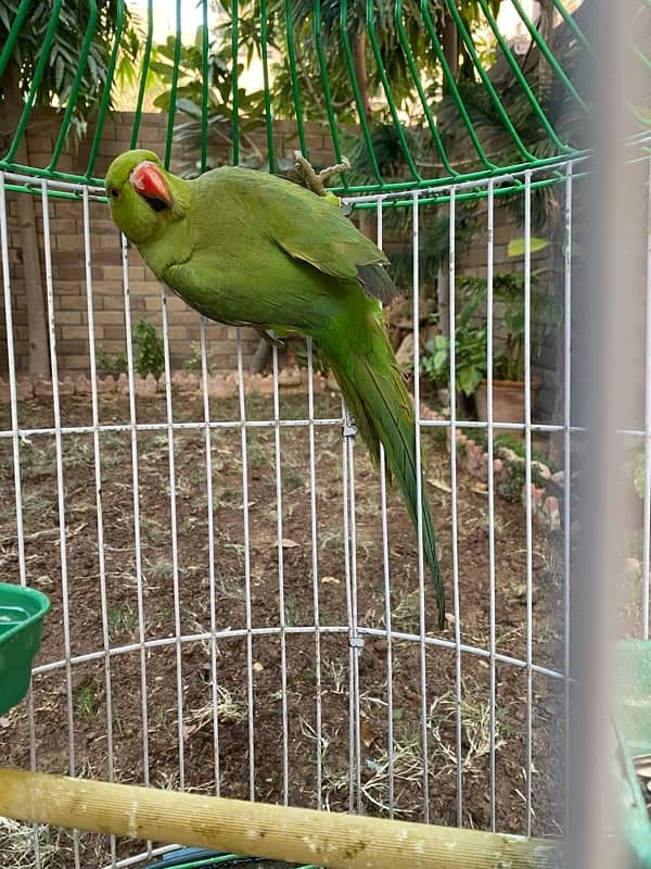 Tamed Indian Parakeet Full Green Parrot 1