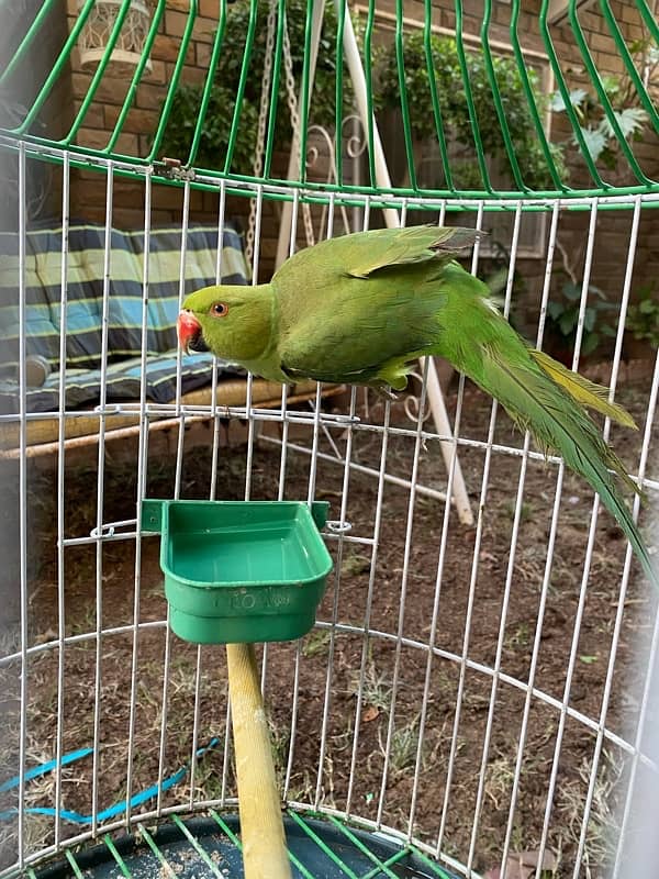 Tamed Indian Parakeet Full Green Parrot 2