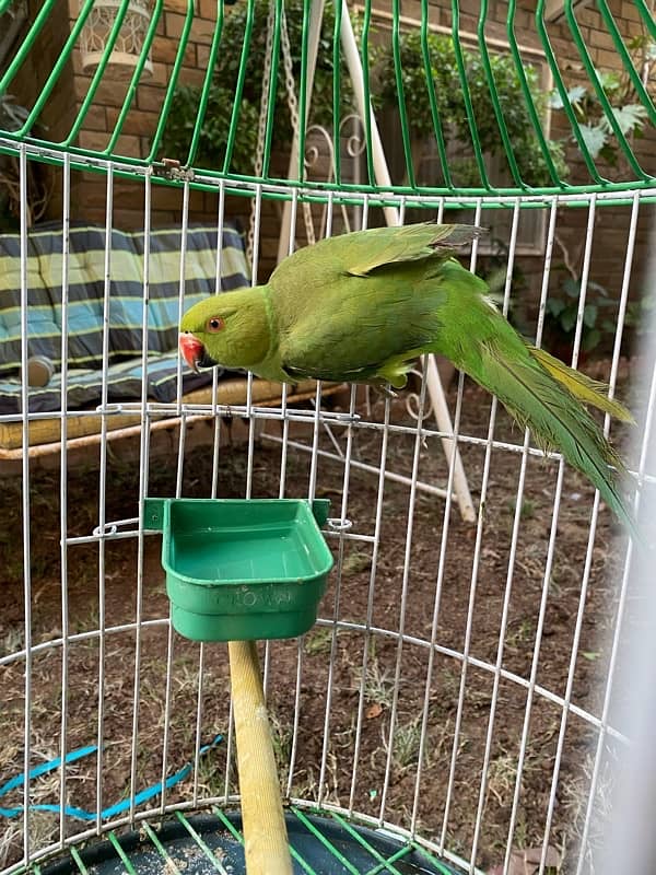 Tamed Indian Parakeet Full Green Parrot 3