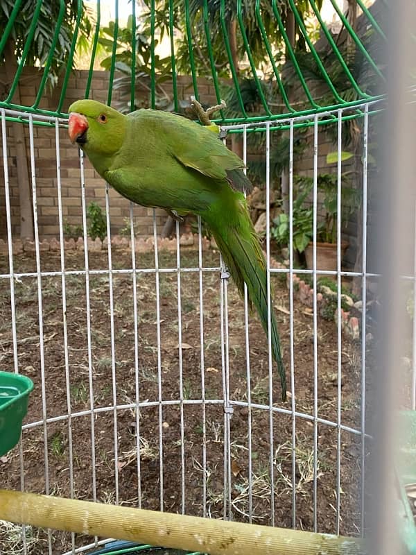 Tamed Indian Parakeet Full Green Parrot 4