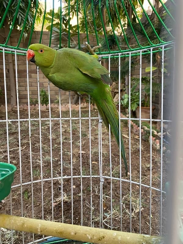 Tamed Indian Parakeet Full Green Parrot 5