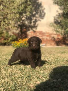 British labrador