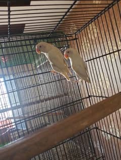 Albino red eye pair , pestel blue split albino red eye pair