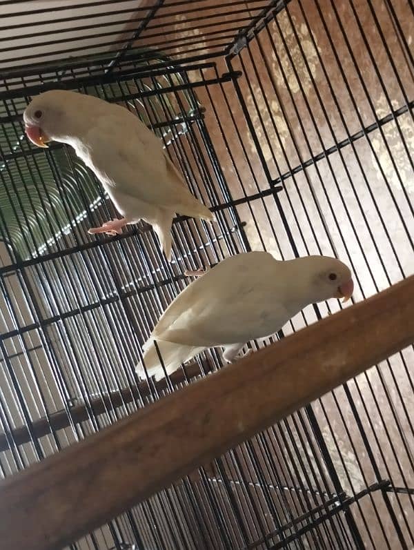 Albino red eye pair , pestel blue split albino red eye pair 1