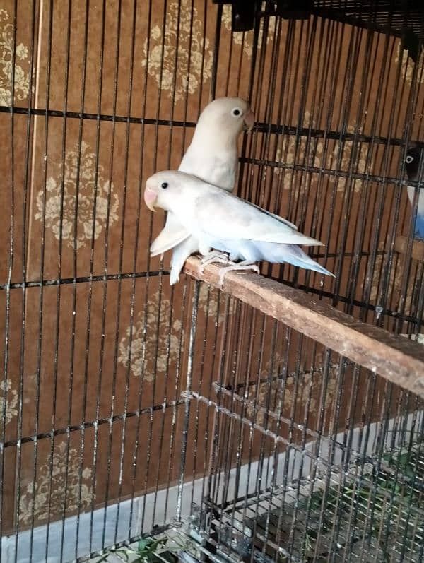 Albino red eye pair , pestel blue split albino red eye pair 2