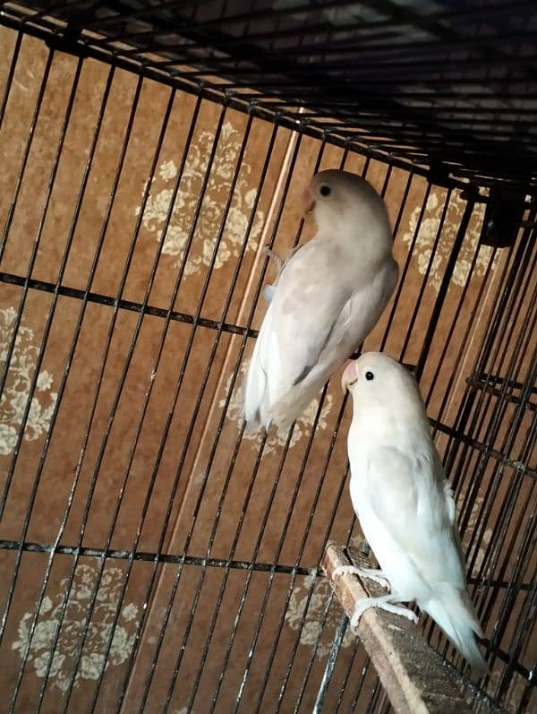 Albino red eye pair , pestel blue split albino red eye pair 3