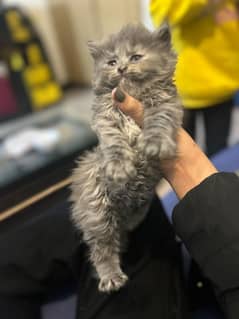 Persian kittens/ male / female / triple coated / kittens for sale