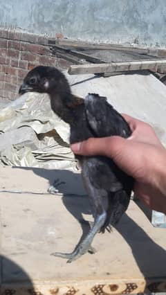 Black dragon chicks for sale