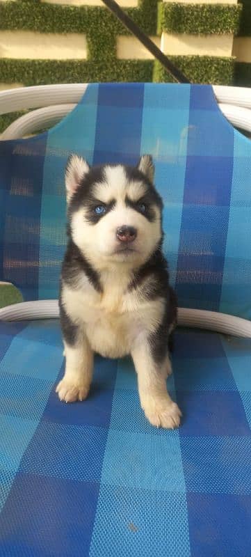 Outstanding Siberian Husky Available for Stud Service 3