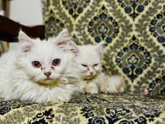 Pair of Semi Punch faced Persian Kittens