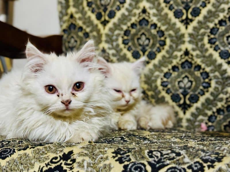 Pair of Semi Punch faced Persian Kittens 0