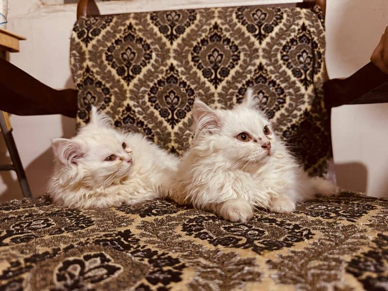 Pair of Semi Punch faced Persian Kittens 1