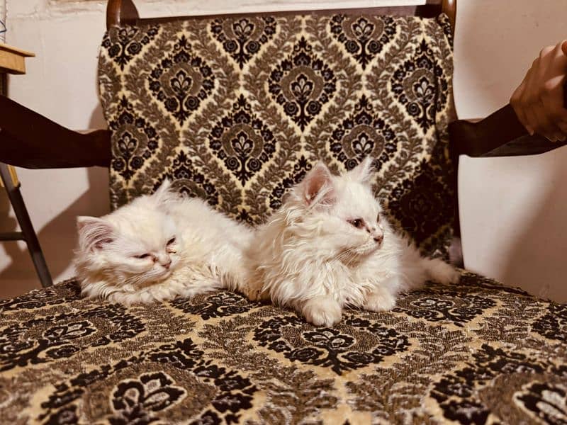 Pair of Semi Punch faced Persian Kittens 2