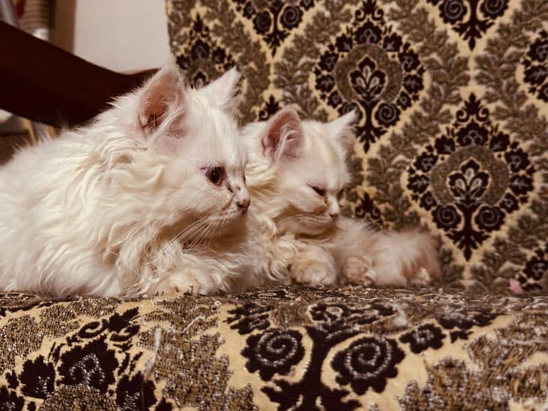 Pair of Semi Punch faced Persian Kittens 3