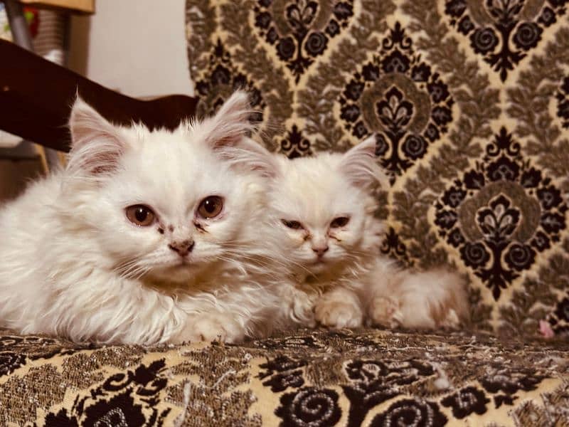 Pair of Semi Punch faced Persian Kittens 4