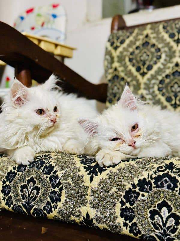 Pair of Semi Punch faced Persian Kittens 5