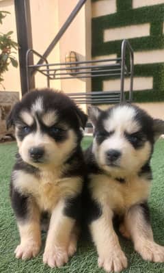 Siberian Husky Puppies. Blue Eyes. Wooly Coat. Heavy Bone Structure