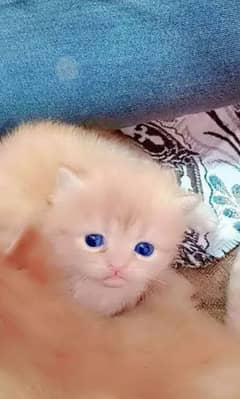 Persian cat eag 2 month for sale 03250120476 WhatsApp