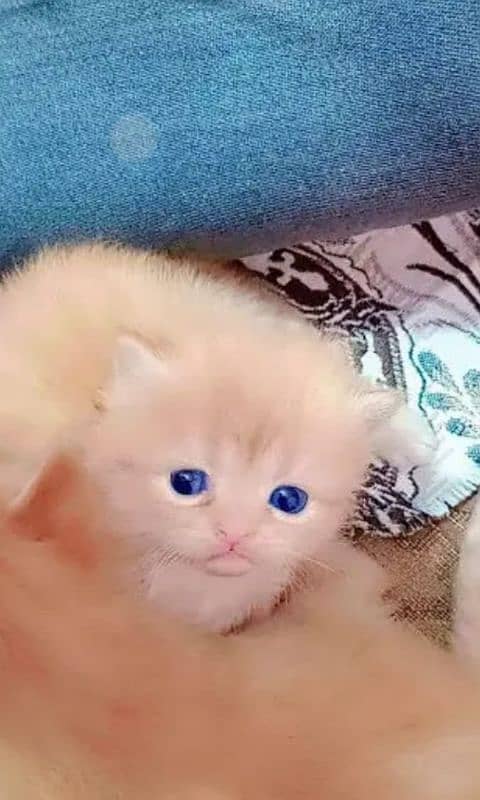 Persian cat eag 2 month for sale 03250120476 WhatsApp 0