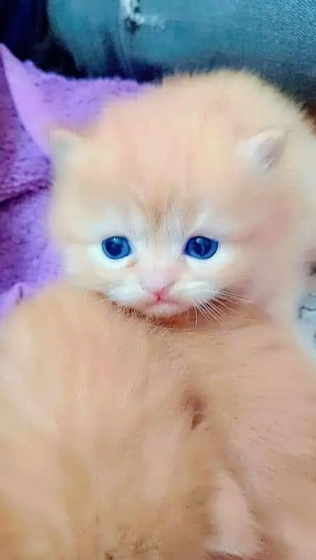 Persian cat eag 2 month for sale 03250120476 WhatsApp 1