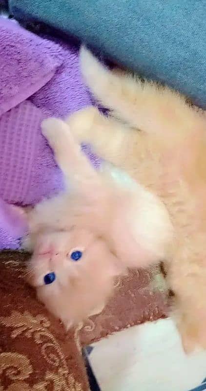 Persian cat eag 2 month for sale 03250120476 WhatsApp 2