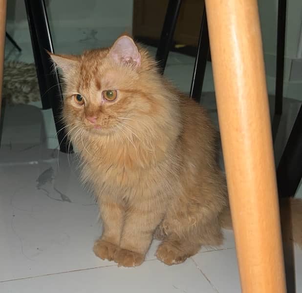 Persian cat 0