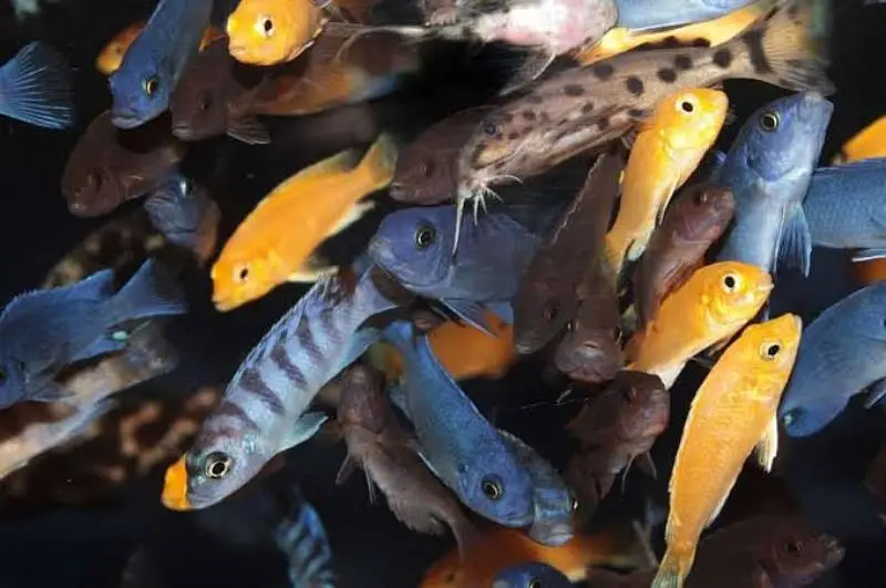 Meat Family Thailand fishes — photo 3