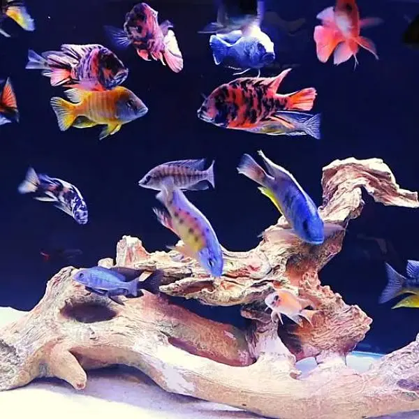 Meat Family Thailand fishes — photo 4