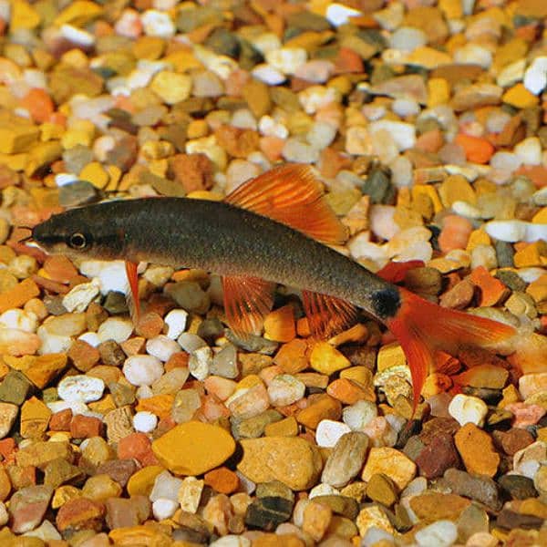 Meat Family Thailand fishes 9