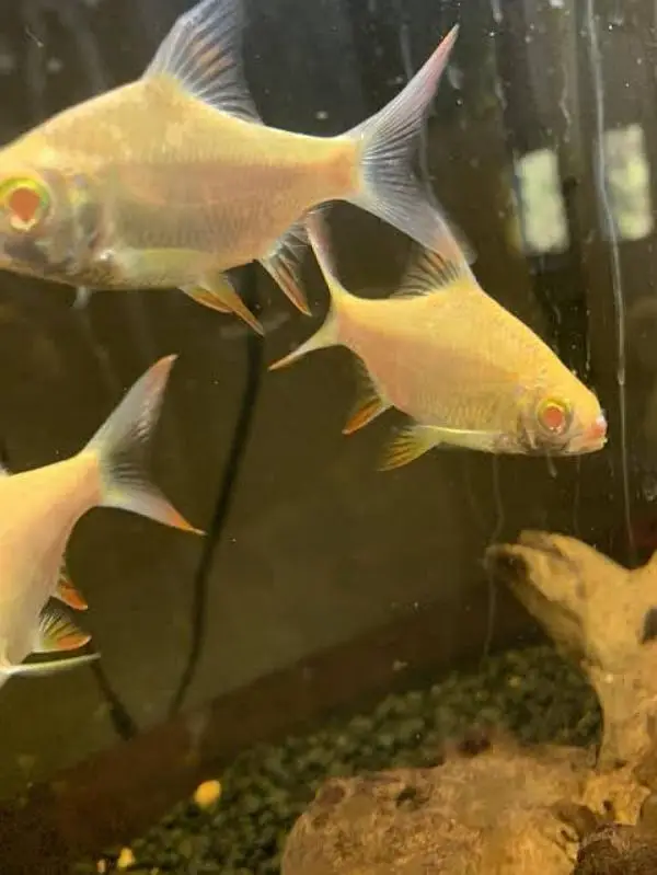 Meat Family Thailand fishes — photo 11