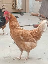 Hens for sale 1