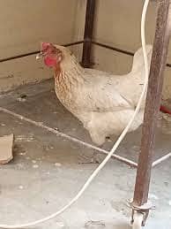 Hens for sale 3