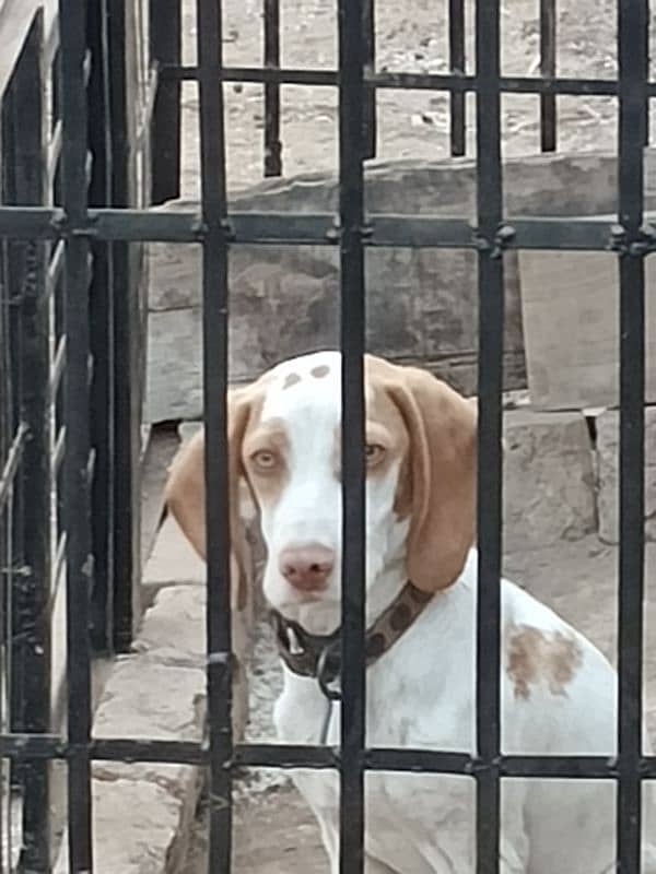 pointer female for sale 0