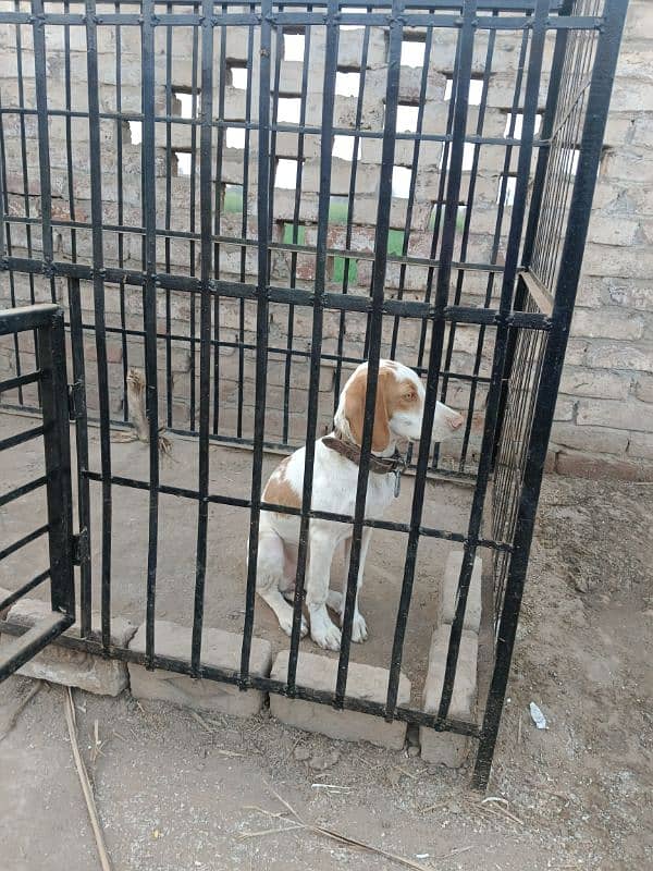 pointer female for sale 1