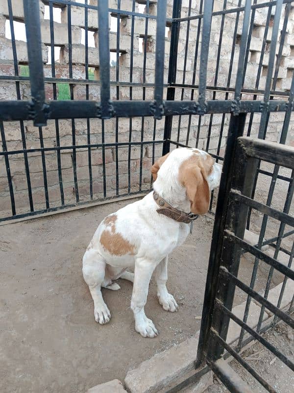 pointer female for sale 2