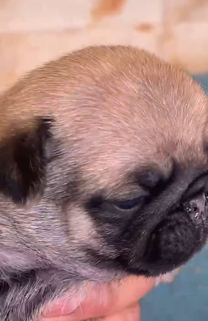 pug puppies 0