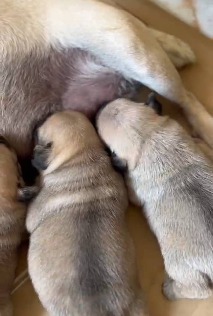 pug puppies 1