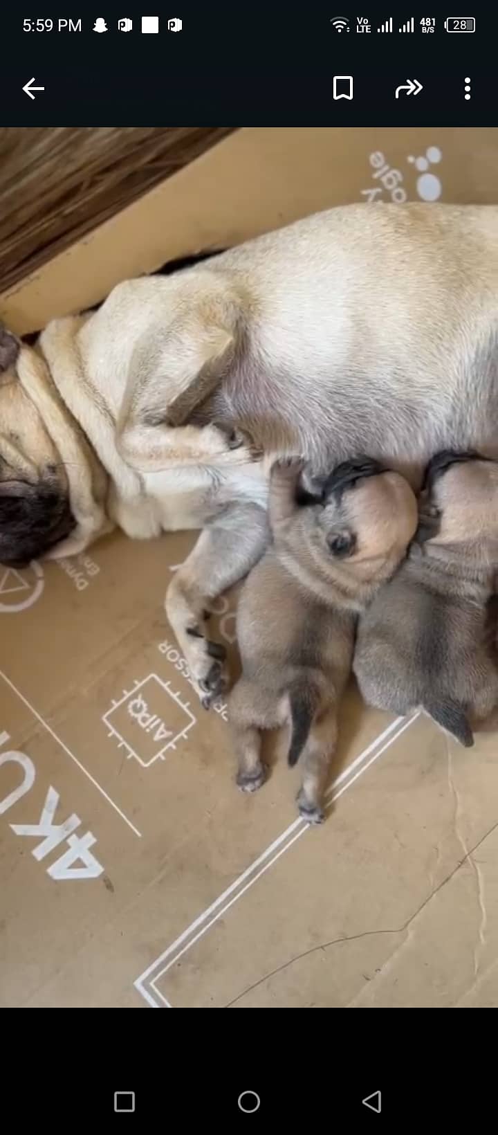 pug puppies 2