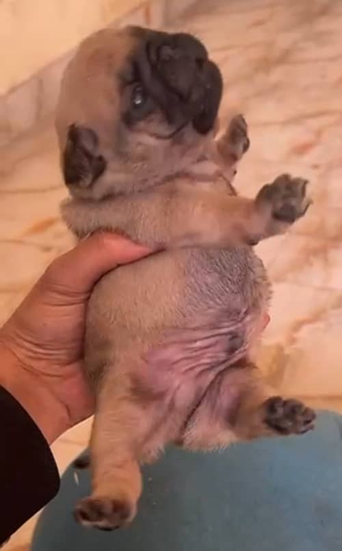 pug puppies 3