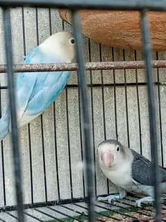 Love birds breeder pair