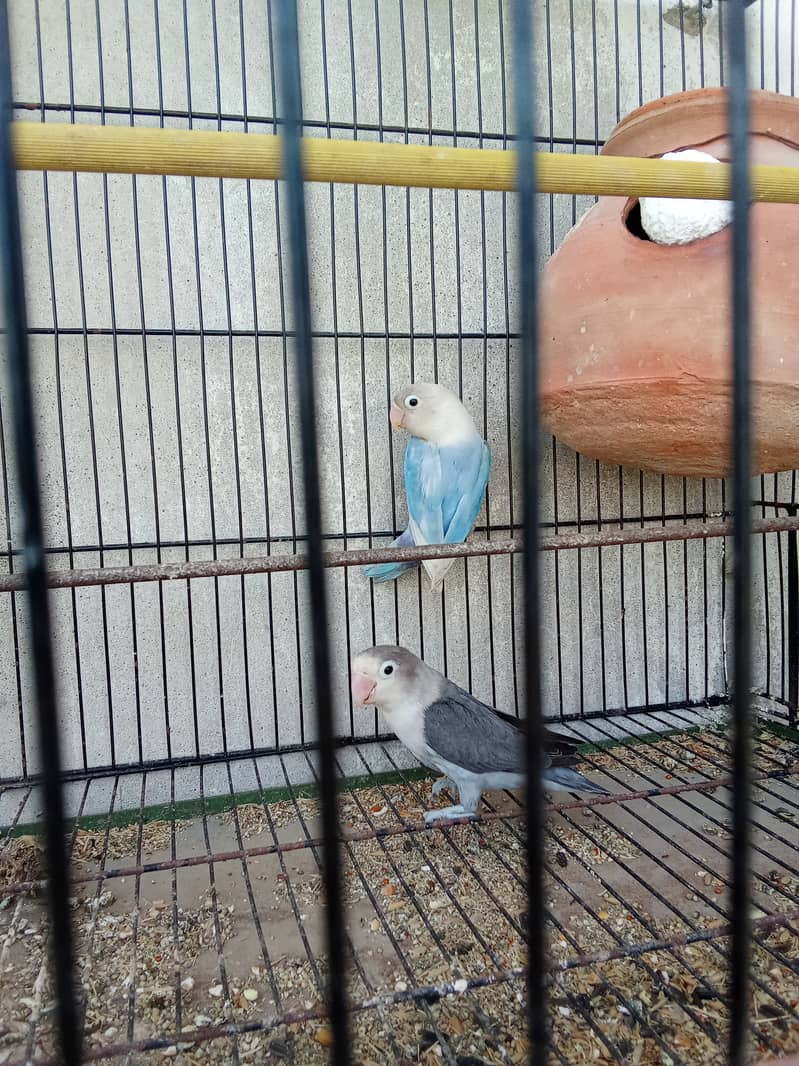 Love birds breeder pair iron cage 1