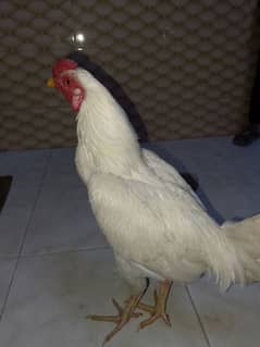 heera male for sale