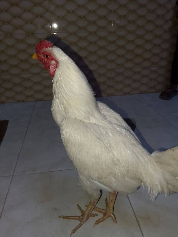 heera male for sale 0