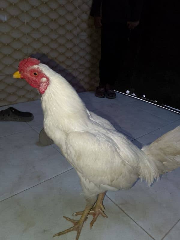 heera male for sale 1